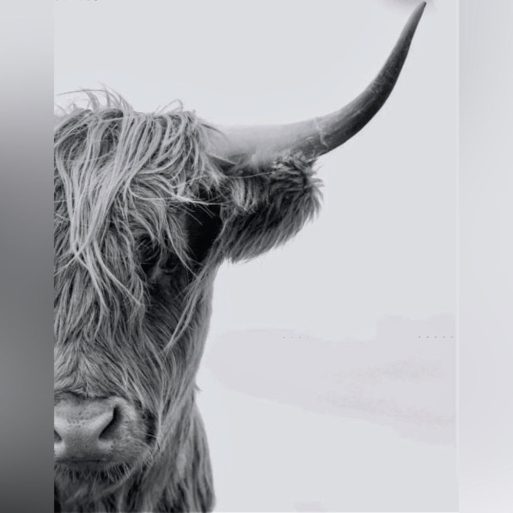 Highland Cow Art Print- Half- Front Face- Cow- 8.5”x11” Black & White Art Print